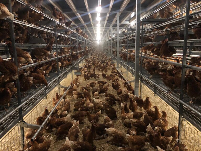 Analysis: Who will pay for the new barn egg standards?