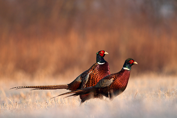 Defra sets out review into releasing gamebirds on protected sites