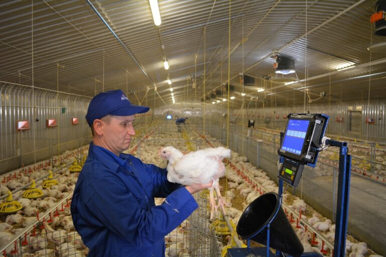 Aviagen publishes new handbook for Ross parent stock
