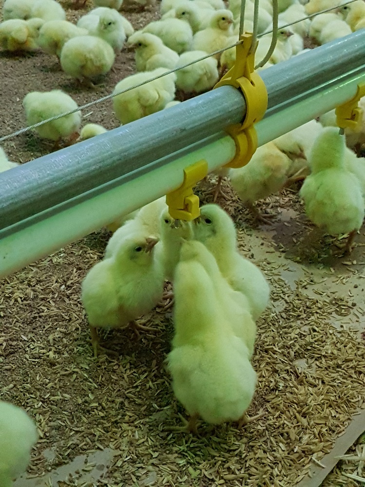 Managing your drinker system to benefit from the latest innovations