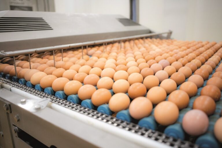£1m marketing campaign for British Lion eggs
