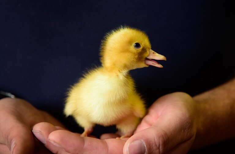 Duck hatchery plans expansion