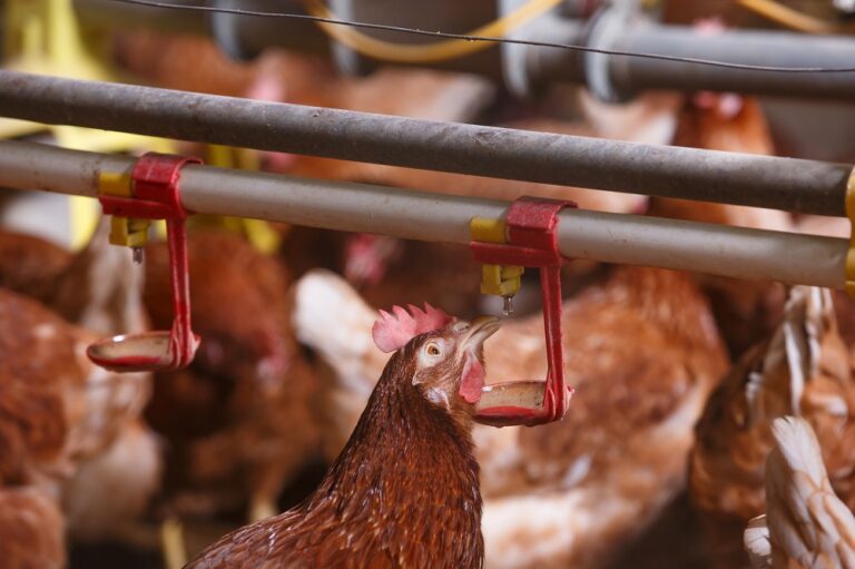 Technical advice: How to improve egg production using water management