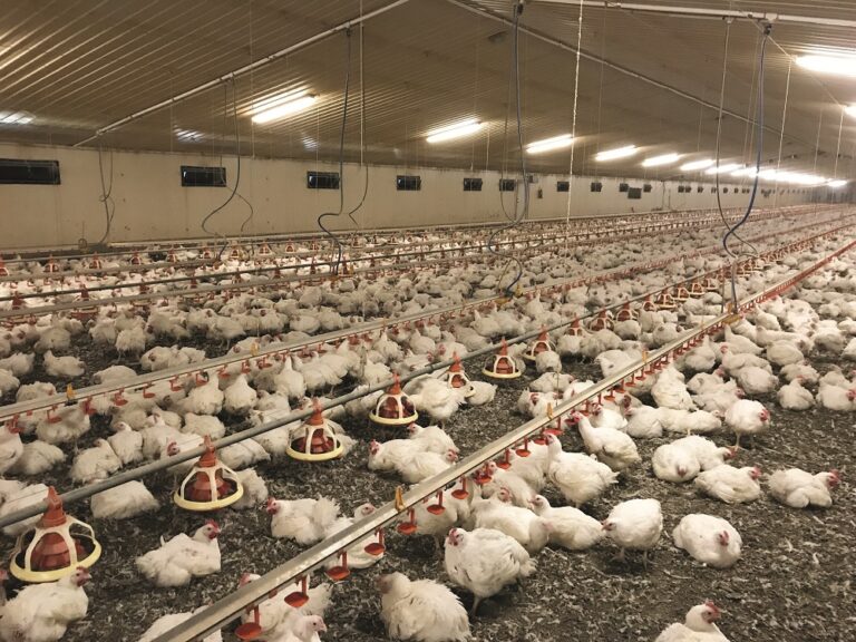 Technical advice: Minimising downgrades with optimal broiler management