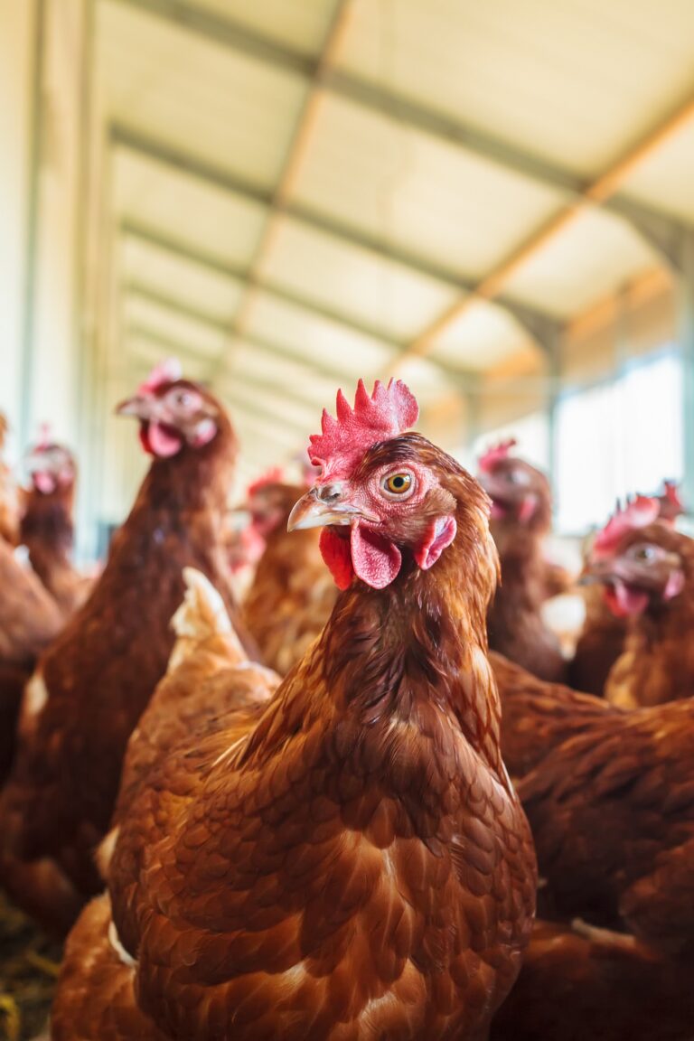 Trial shows oregano supplement improves laying hen performance