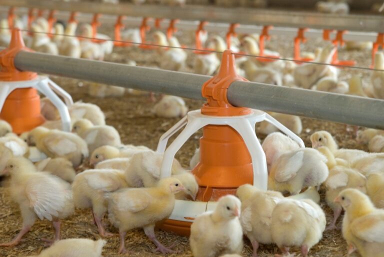 Annyalla Chicks reports increase in profits