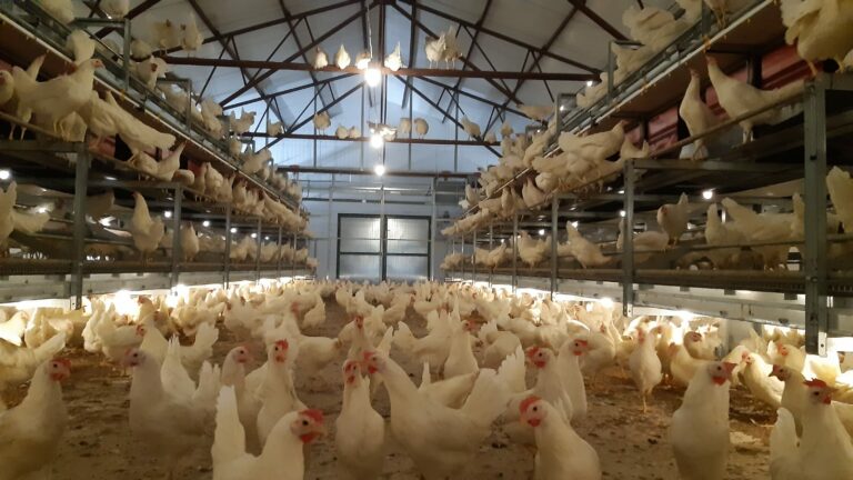 New aviary system launched by Potters Poultry