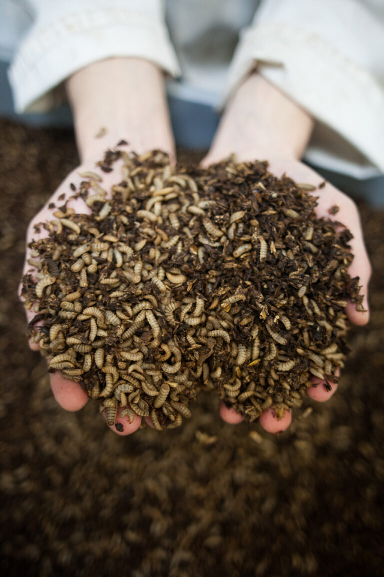 Leeds University and Entocycle reveal research program for commercialisation of UK insect farming