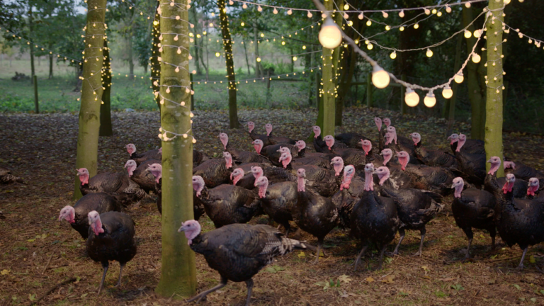 RSPCA Assured to run TV ad during Jamie Oliver Christmas show promoting British turkey