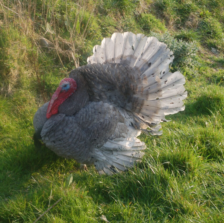 New research shows better leg health and tenderness in native breed turkeys