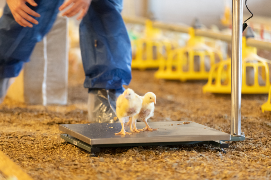 MSD launches new real-time monitoring technology for poultry sector ...