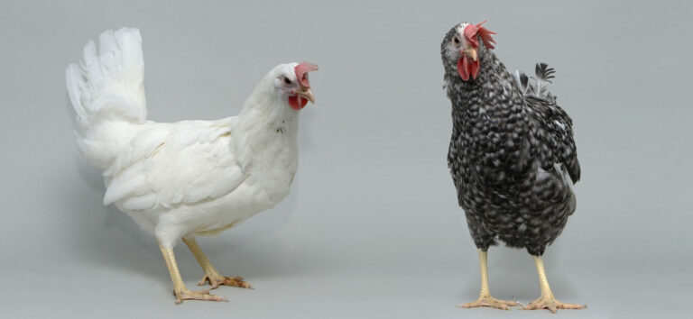 Edinburgh scientists transfer climate-tolerant feathers to British chickens