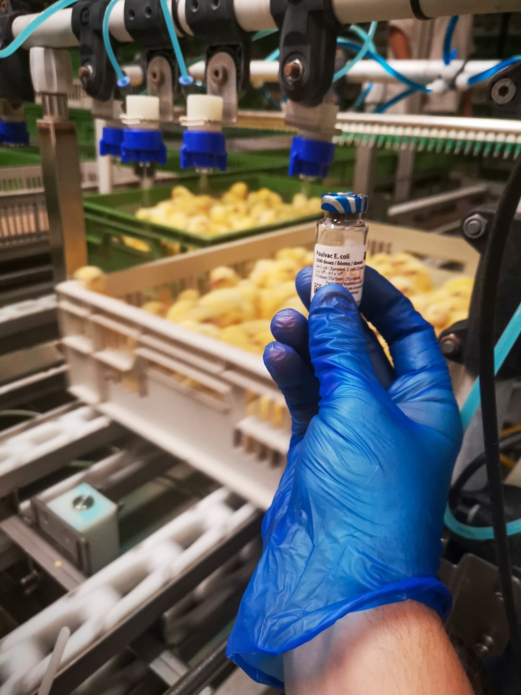 Banham Poultry trialling new E.coli vaccine