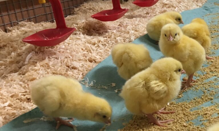 Researchers make breakthrough in fight against antimicrobial resistance in poultry