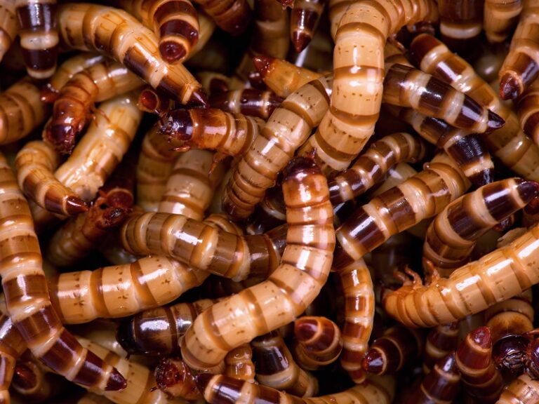 New business aiming to make mealworms viable feed source for poultry