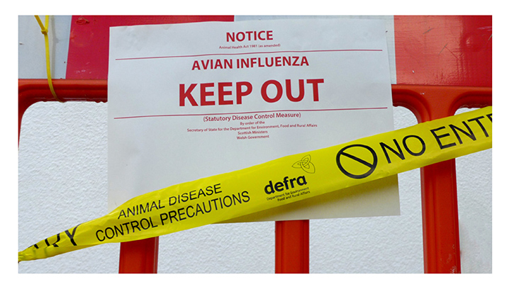 Avian flu cull reaches 50 million farmed birds across Europe