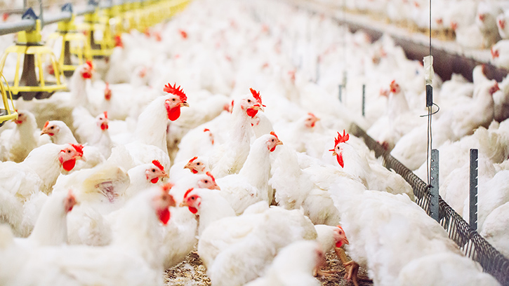 Sales and profits up at IHP, as company plans expansion Broilers in shed