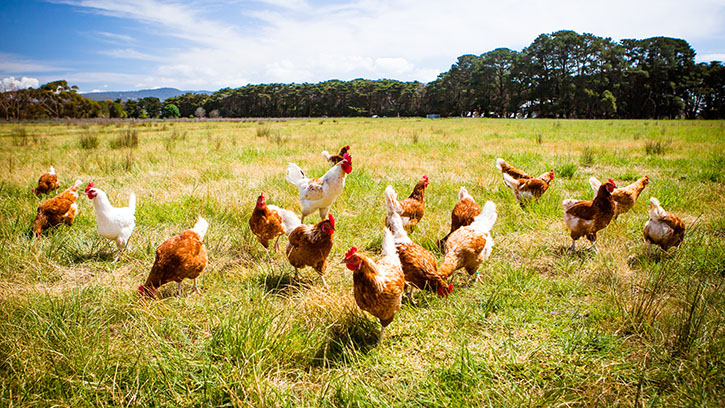 Advice to poultry producers on encouraging ranging