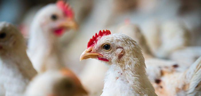 Reducing stocking density won’t eliminate the risk of coccidiosis