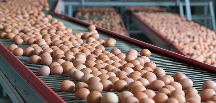 British Lion powdered egg launches