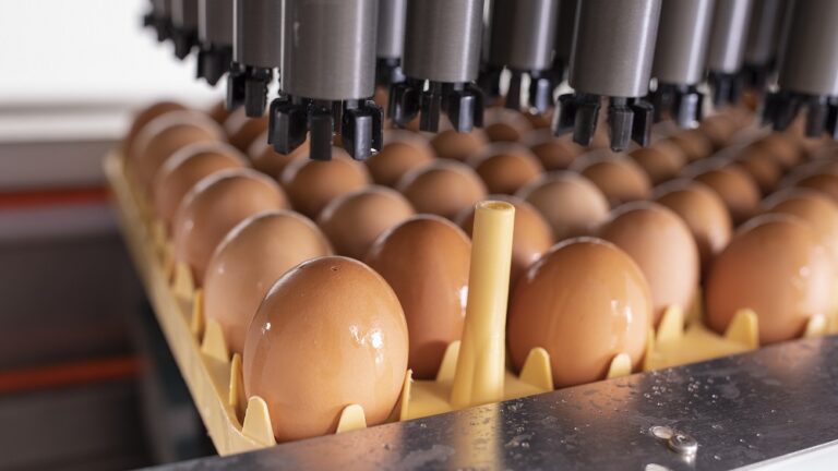 Technology to inject vaccines directly into eggs marks 30 year anniversary