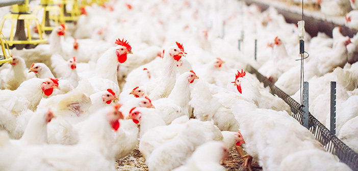 Analysis: A taxing time for farmers