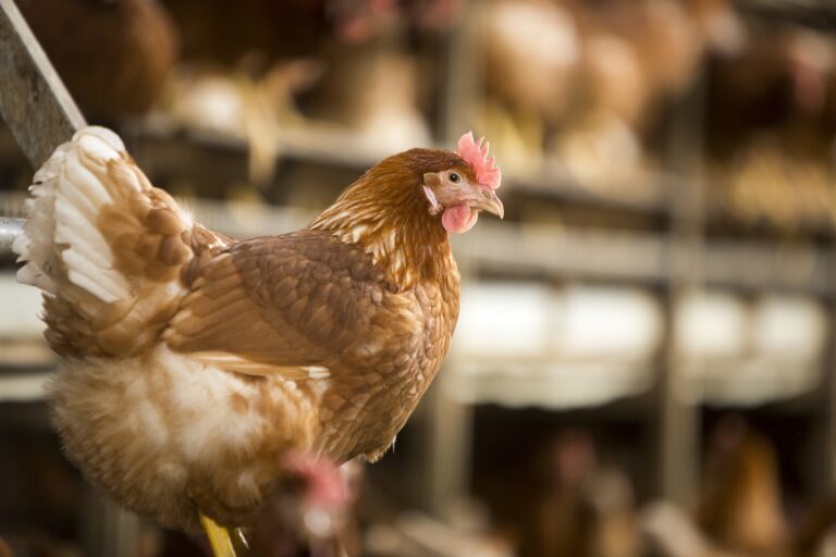 Improving eggshell quality