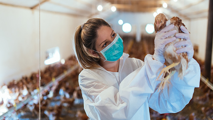 Remote vet inspections to be allowed during bird flu outbreaks