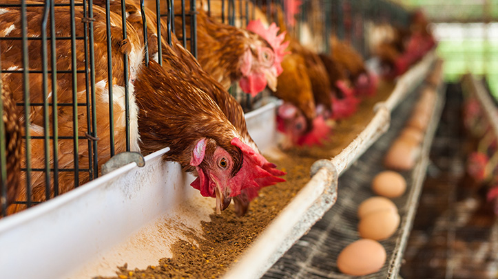 Scotland consults on banning enriched cages for egg production