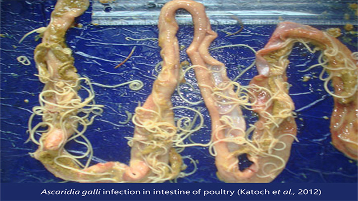New research demonstrates the benefits of Orego-Stim on reducing worm burden in free range hens