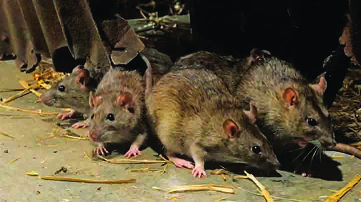 BASF launches rural rodent control training programme and CPD portal for UK farmers