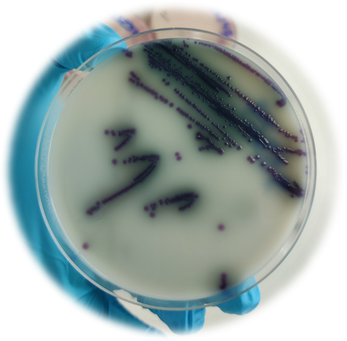 Technical advice: Controlling Salmonella in laying hens