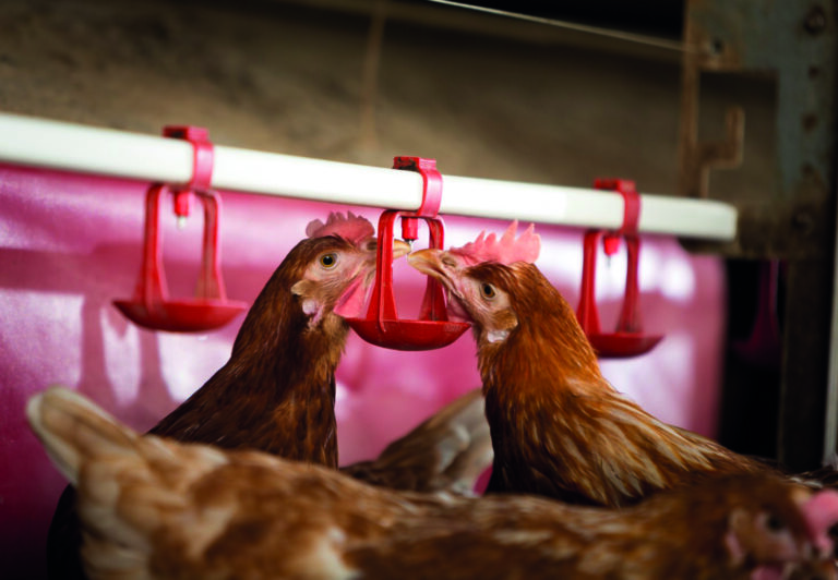 How longer lived hens boost sustainability