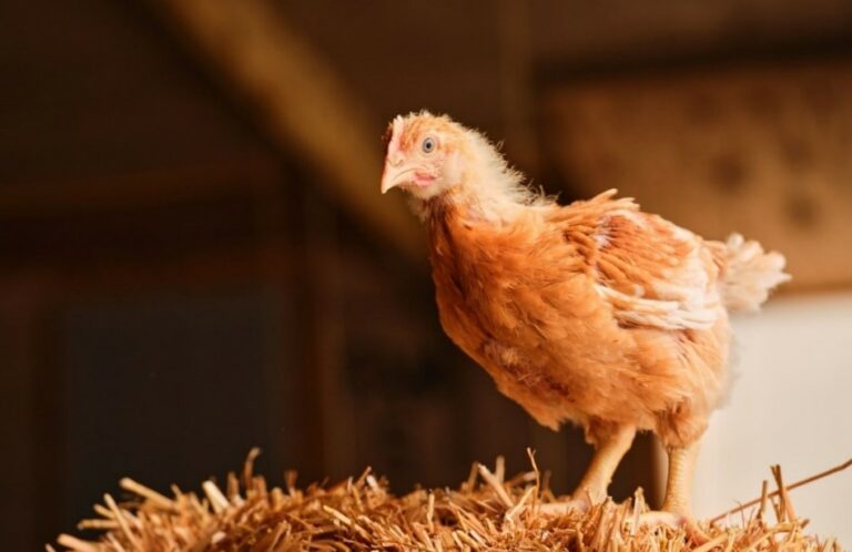 Marks & Spencer completes transition to 100% slower grown fresh chicken