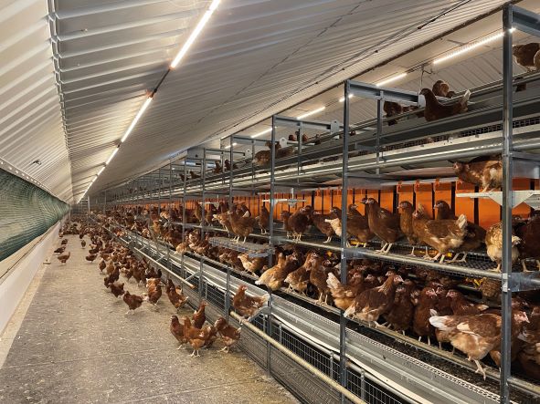 The benefits of barn production
