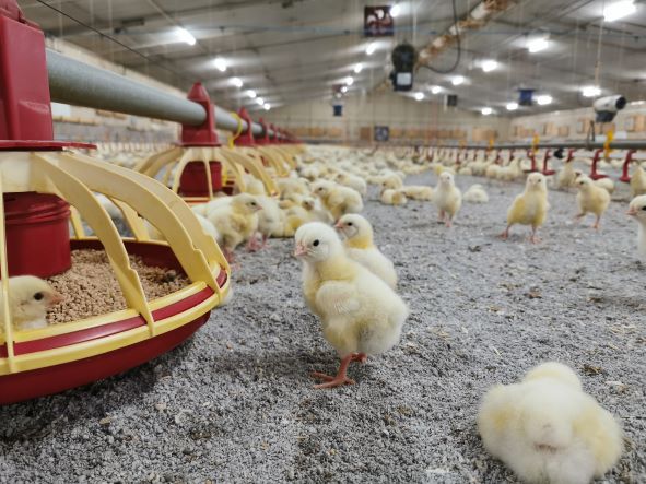 New poultry bedding product launched