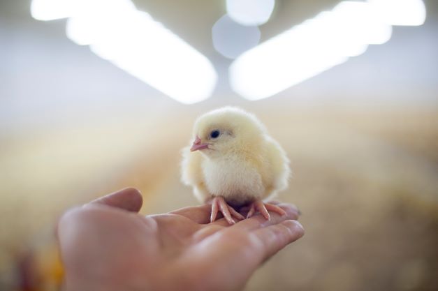 New chick diet launched by Cargill