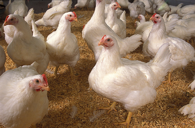 EU broiler prices slip on the month but still 3% higher on the year