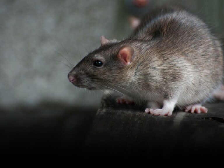 Struggling with rodents on your farm?