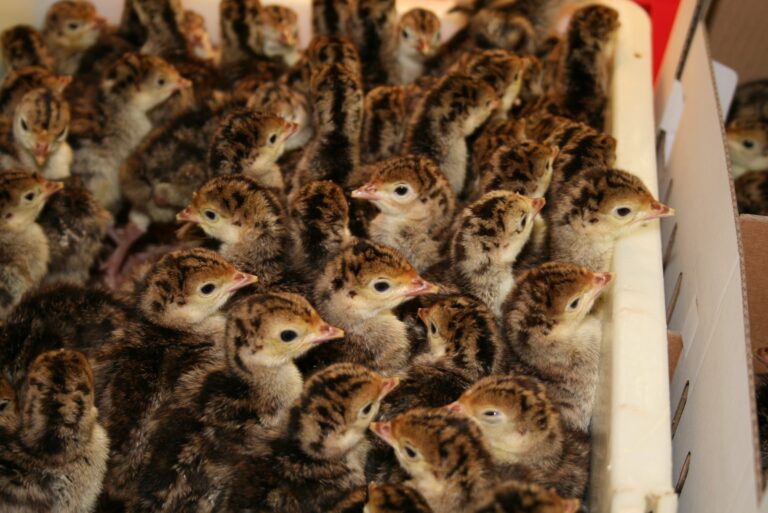 Optimism for Christmas turkey market as avian flu vaccine inches closer