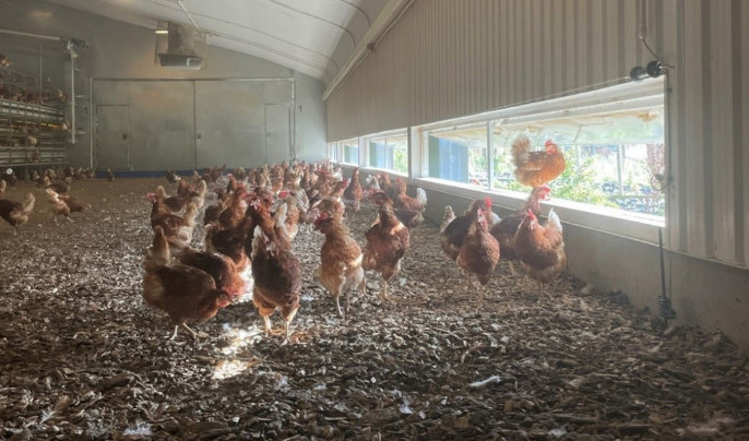 MacLean Eggs shares how it operates profitably, sustainably and at ...