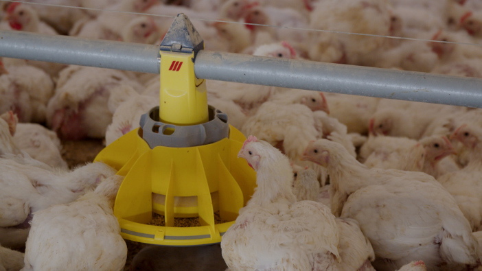 EU poultry sector asks for more protection against imports at AVEC general assembly
