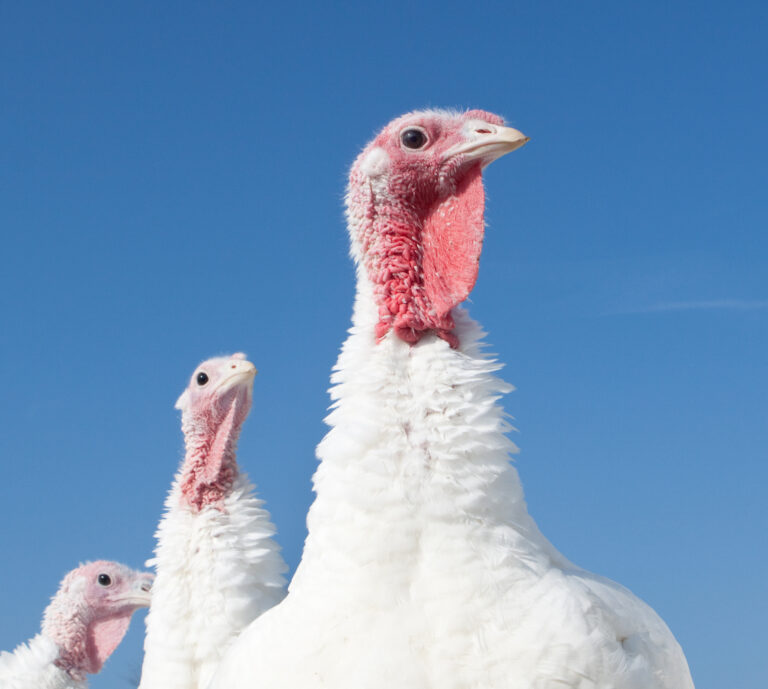 Turkey nutrition: an innovative approach
