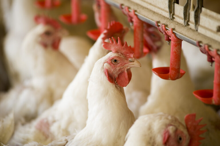 EU broiler price reaches record high at near €3/kg mark