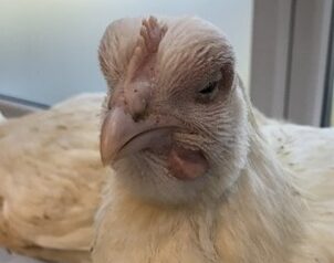 Avian metapneumovirus, a virus with many names