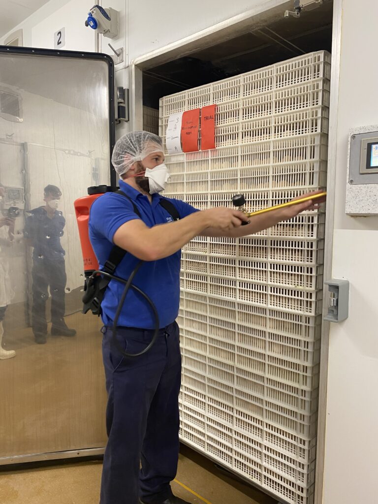 Comforting chicks to minimise hatchery stresses