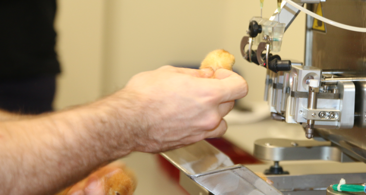 Chickens vaccinated against avian flu in Dutch field trial