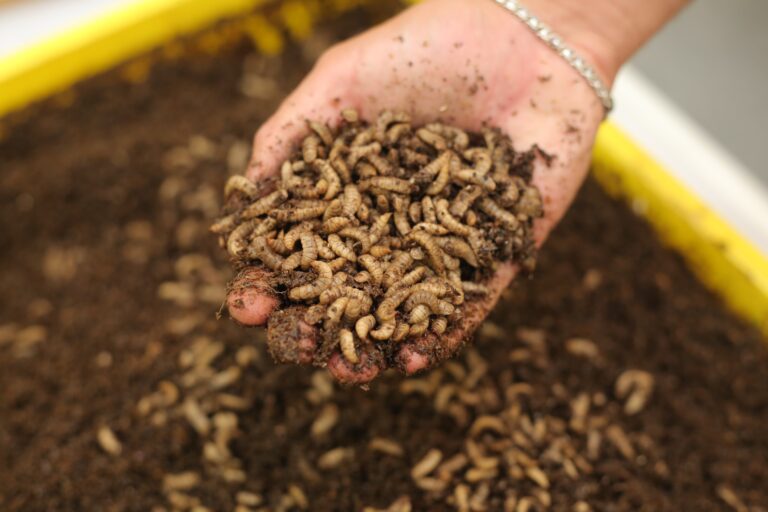 New project to test fly larvae in poultry feed