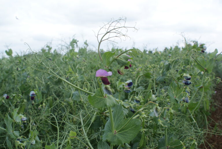 John Seed: The pioneering egg producer replacing soya feed with home grown pulses