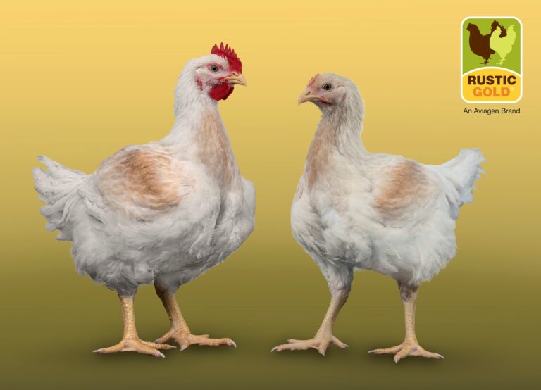 Aviagen’s Rustic Gold breed accepted into RSPCA Assured scheme